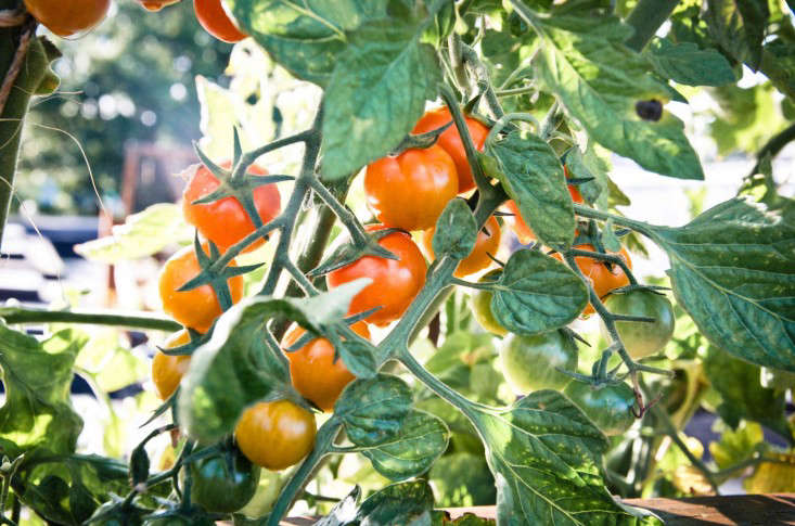 Seattle Urban Farm Company Sungold Tomatoes, Gardenista